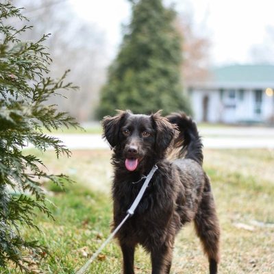 Chien en laisse devant une maison dans un cadre verdoyant, illustrant la qualité de vie avec animaux dans l’Est Lyonnais